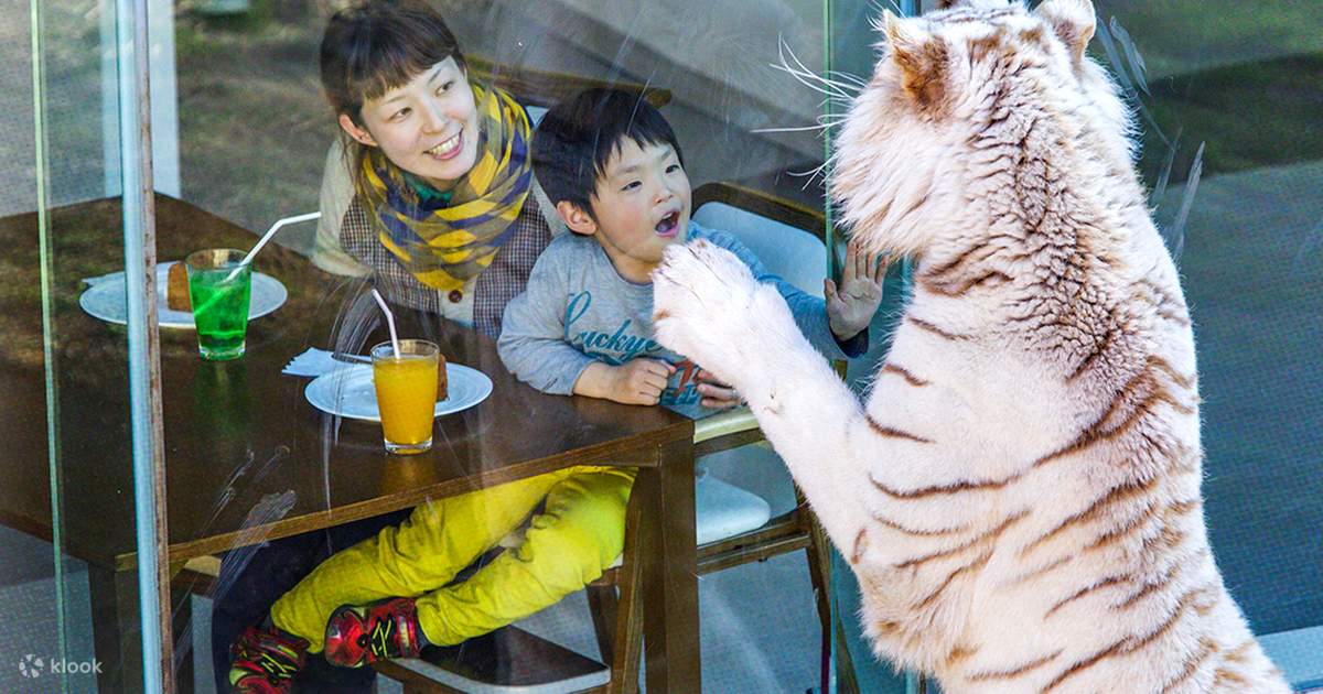 Izu Panoramic View, Izu Animal Kingdom White Tiger Restaurant 2